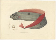 Antique Ribbonfish Print – Hand-Colored Lithograph of Trachypterus Bogmarus 1845