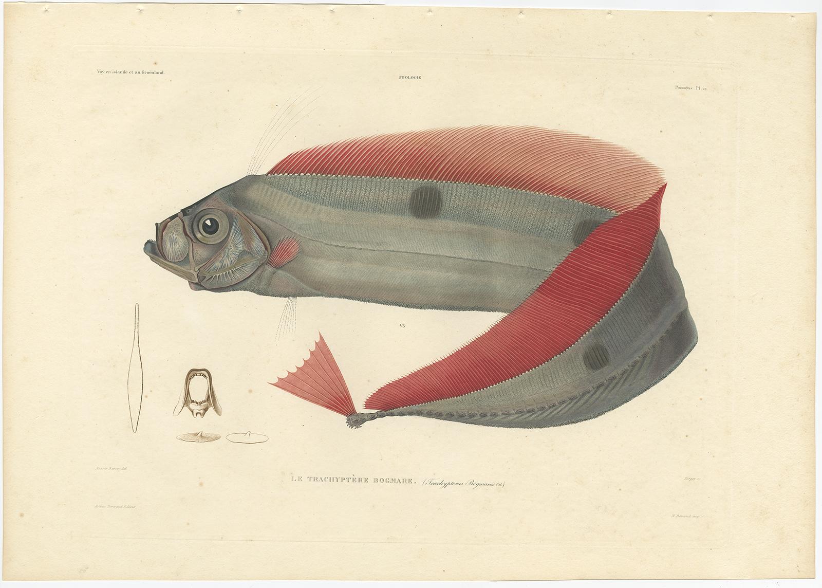 French Antique Ribbonfish Print – Hand-Colored Lithograph of Trachypterus Bogmarus 1845 For Sale