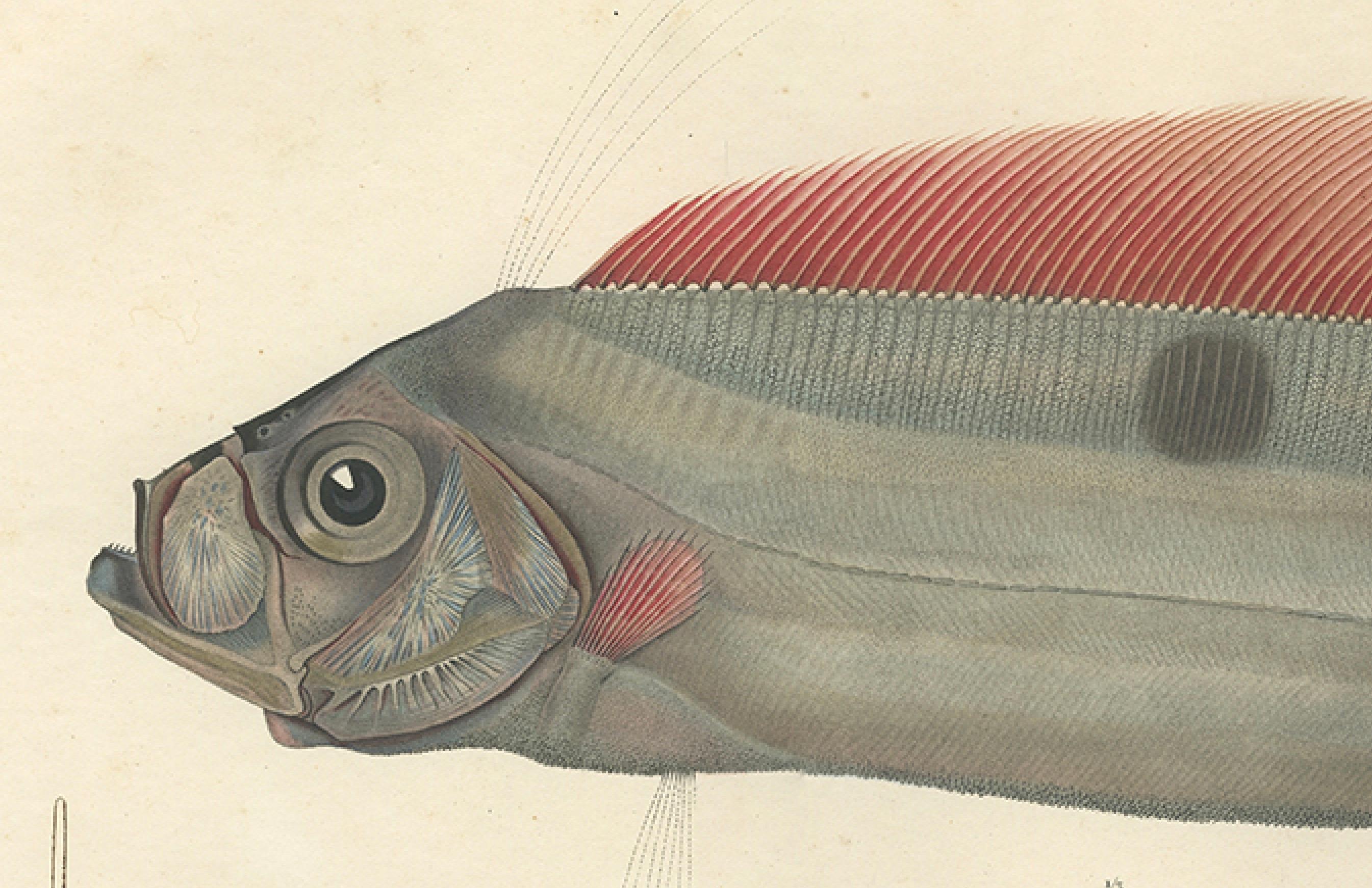 Antique Ribbonfish Print – Hand-Colored Lithograph of Trachypterus Bogmarus 1845 In Good Condition For Sale In Langweer, NL