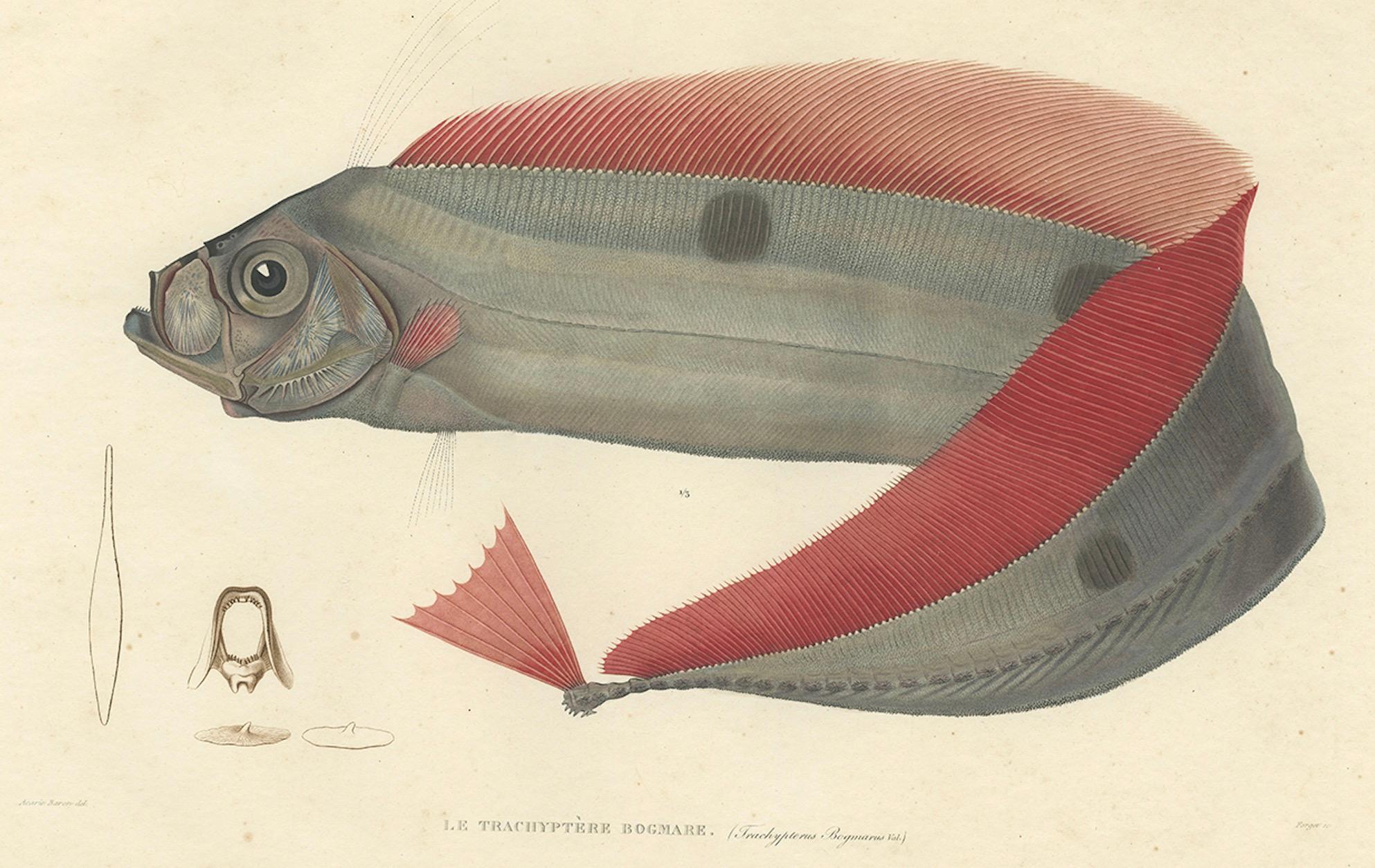 19th Century Antique Ribbonfish Print – Hand-Colored Lithograph of Trachypterus Bogmarus 1845 For Sale