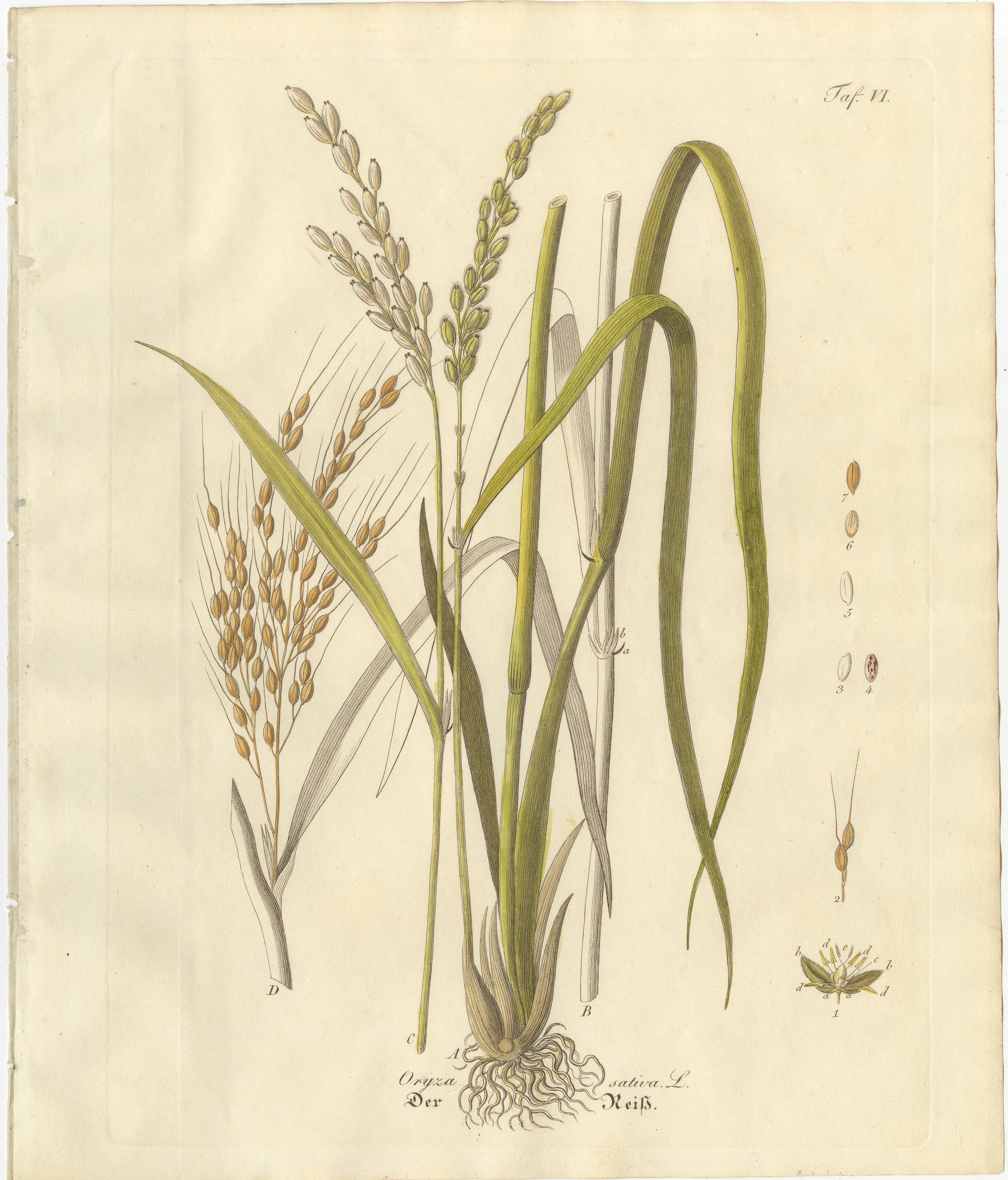 Antique Rice Botanical Print, Oryza Sativa, Hand Colored, c.1831