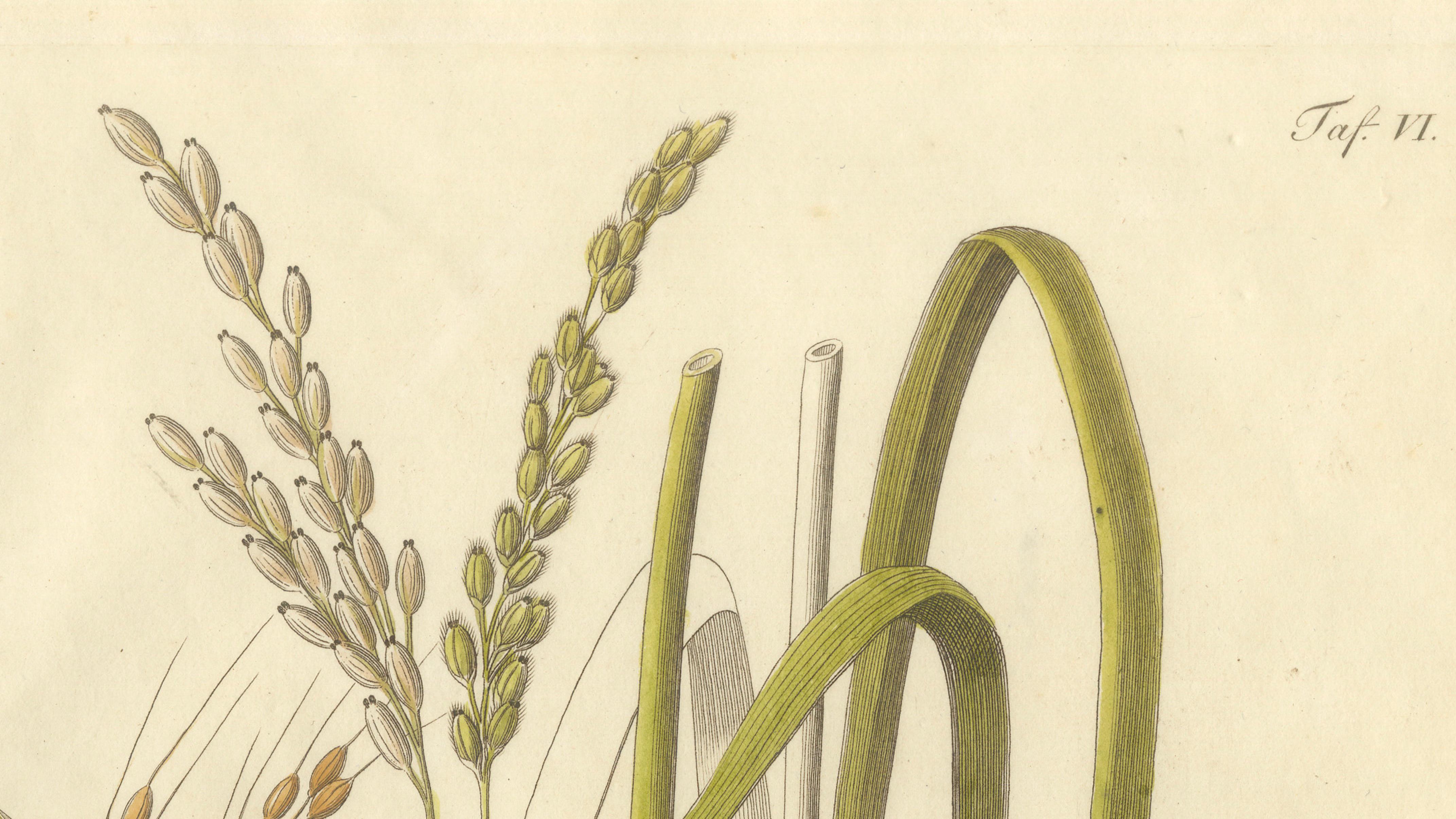 Antique Rice Botanical Print, Oryza Sativa, Hand Colored, c.1831