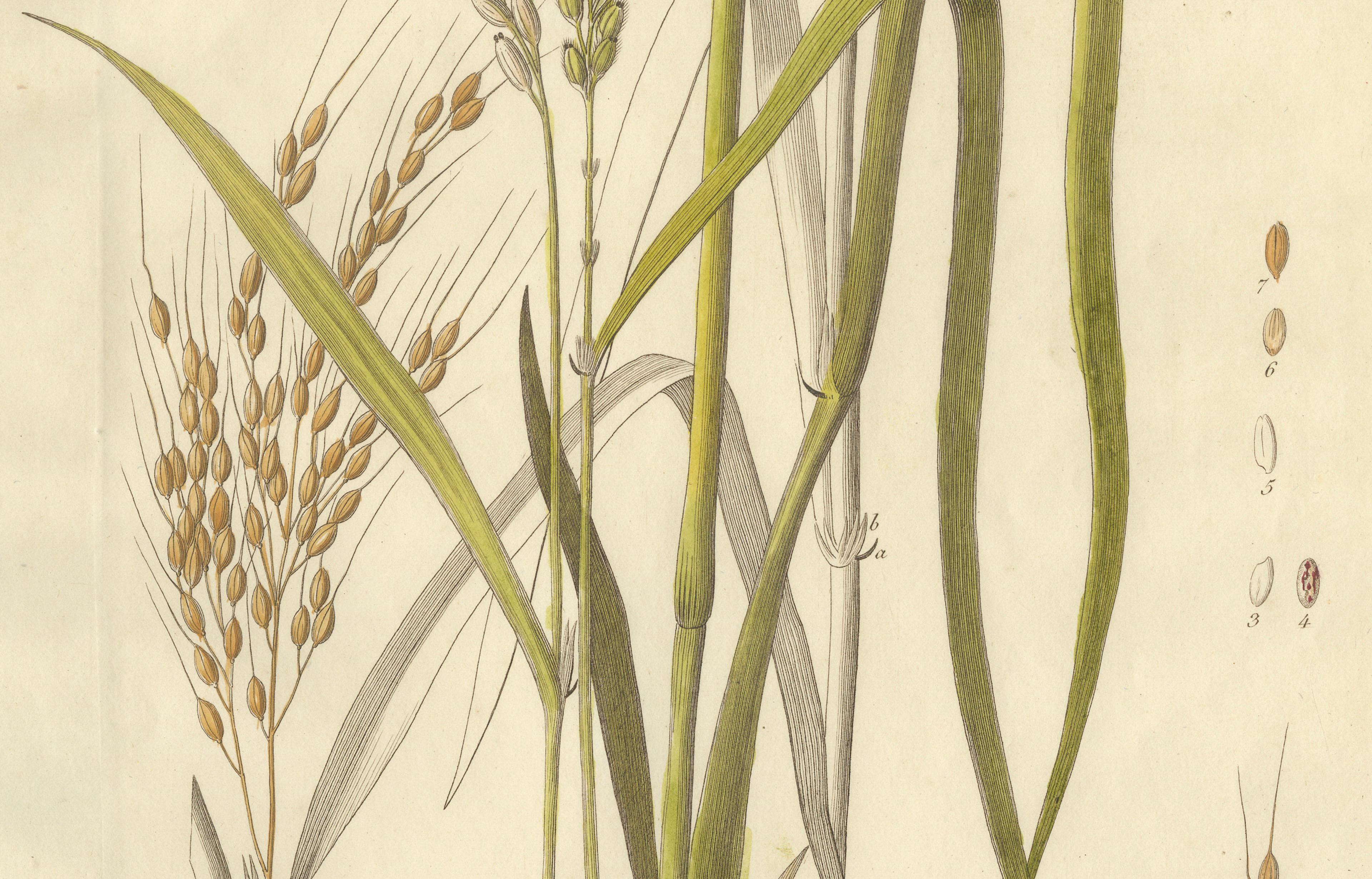 Antique Rice Botanical Print, Oryza Sativa, Hand Colored, c.1831