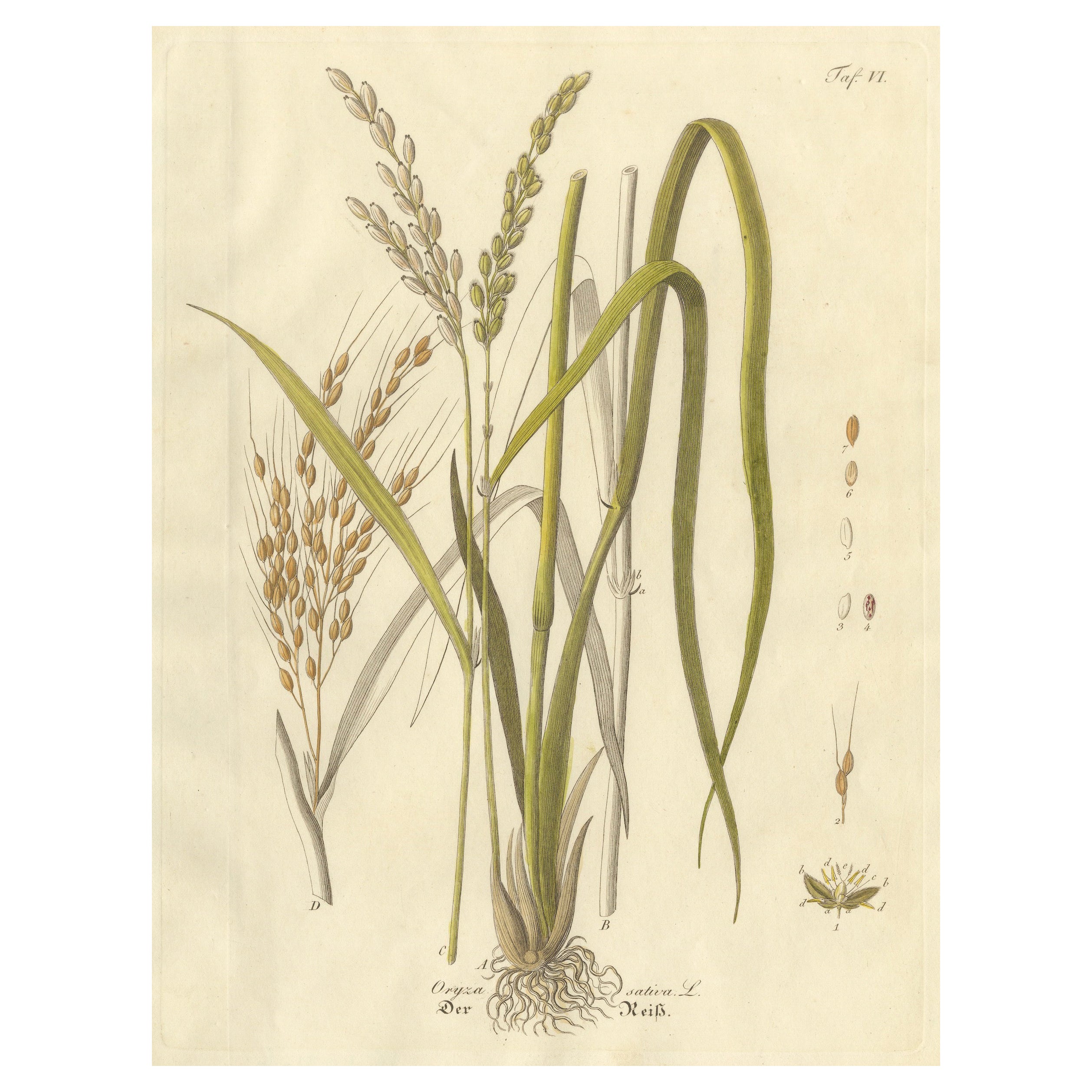 Antique Rice Botanical Print, Oryza Sativa, Hand Colored, c.1831