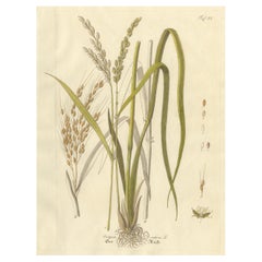 Antique Rice Botanical Print, Oryza Sativa, Hand Colored, c.1831