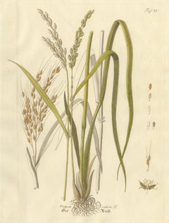 Antique Rice Botanical Print, Oryza Sativa, Hand Colored, c.1831