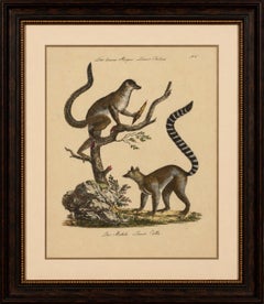 Antica litografia del lemure dalla coda ad anelli di Joseph Brodtmann, 1816
