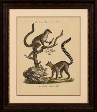 Antique Ring-Tailed Lemur Lithograph by Karl Joseph Brodtmann, 1816, view 2