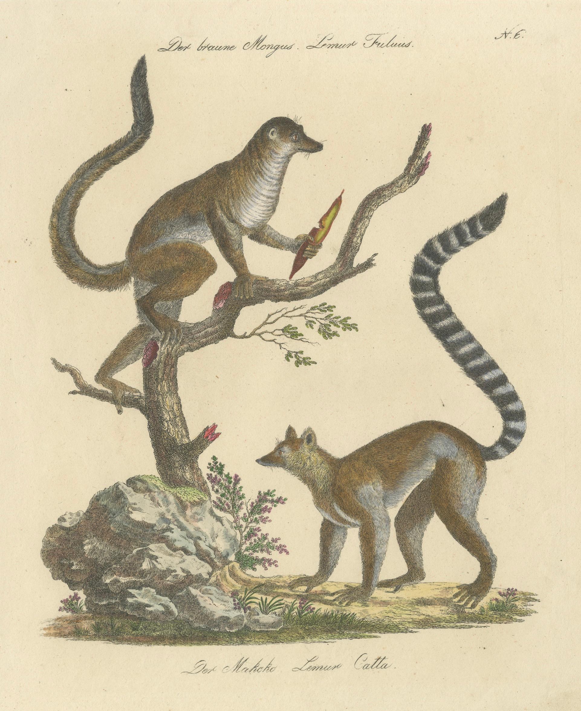 Antique Ring-Tailed Lemur Lithograph by Karl Joseph Brodtmann, 1816