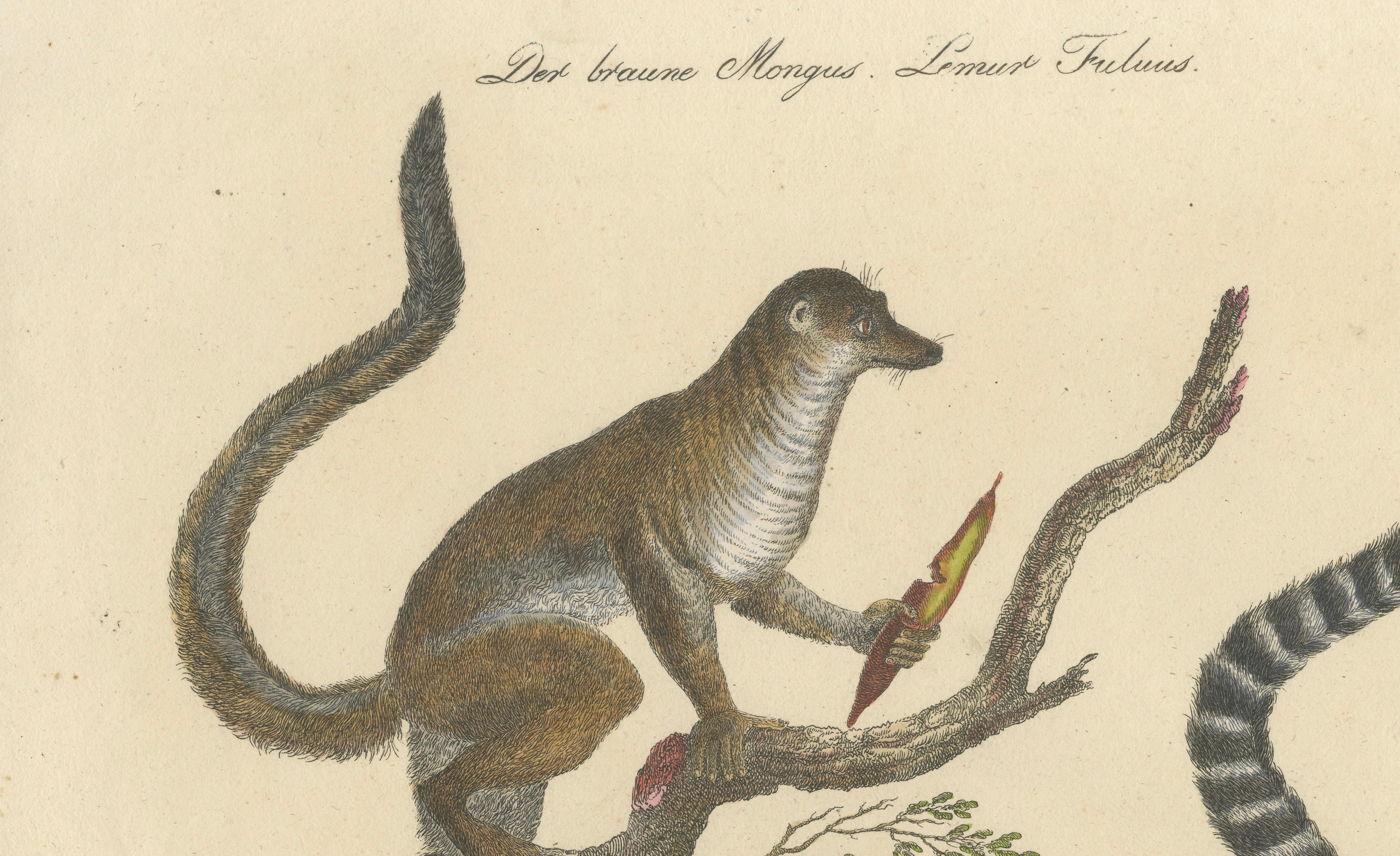 Antique Ring-Tailed Lemur Lithograph by Karl Joseph Brodtmann, 1816