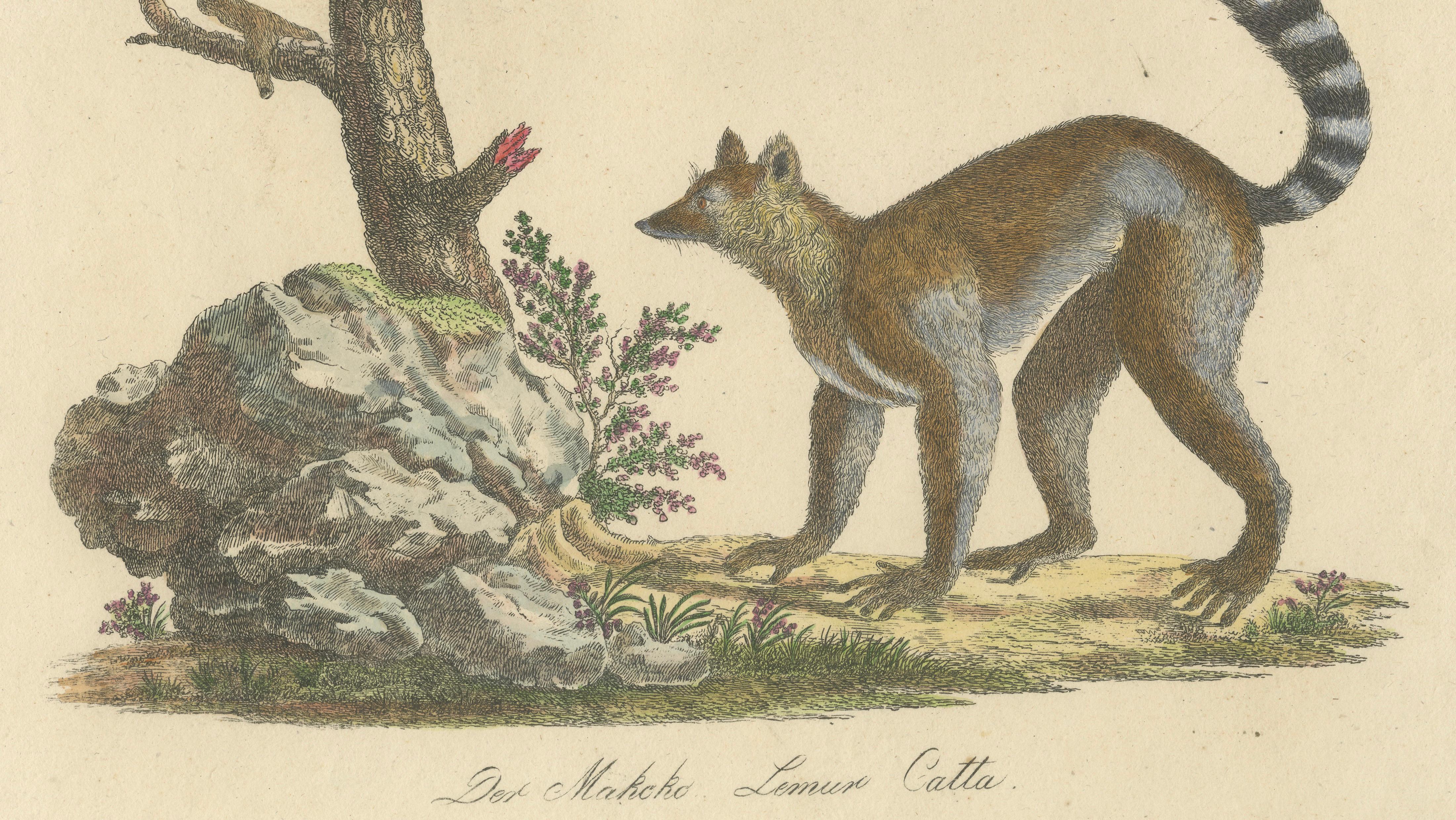 Antique Ring-Tailed Lemur Lithograph by Karl Joseph Brodtmann, 1816