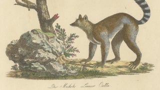 Antique Ring-Tailed Lemur Lithograph by Karl Joseph Brodtmann, 1816, view 5