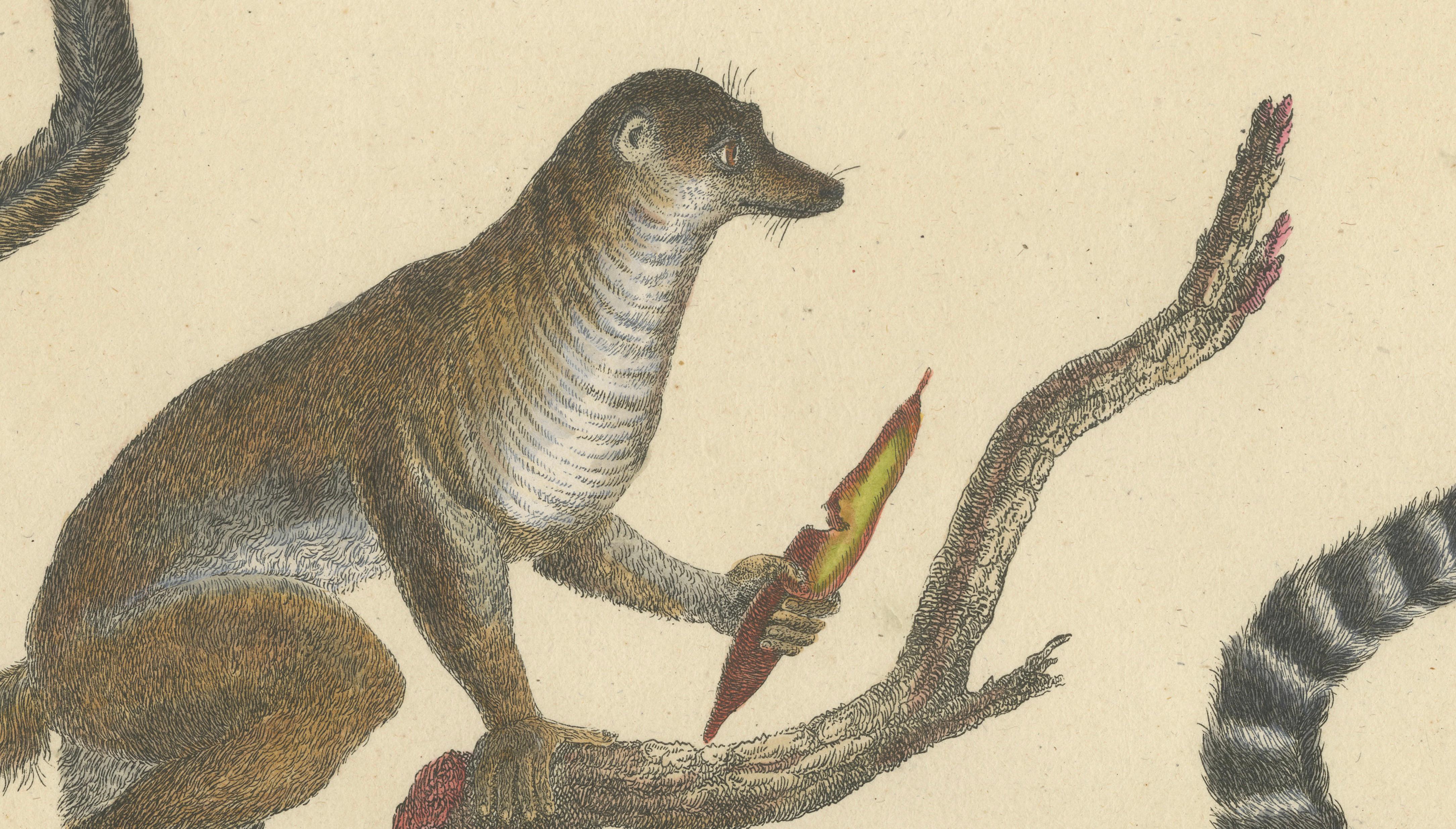 Antique Ring-Tailed Lemur Lithograph by Karl Joseph Brodtmann, 1816
