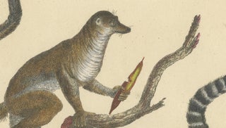 Antique Ring-Tailed Lemur Lithograph by Karl Joseph Brodtmann, 1816, view 7