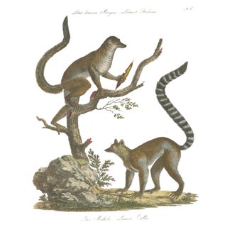 Antique Ring-Tailed Lemur Lithograph by Karl Joseph Brodtmann, 1816, view 8