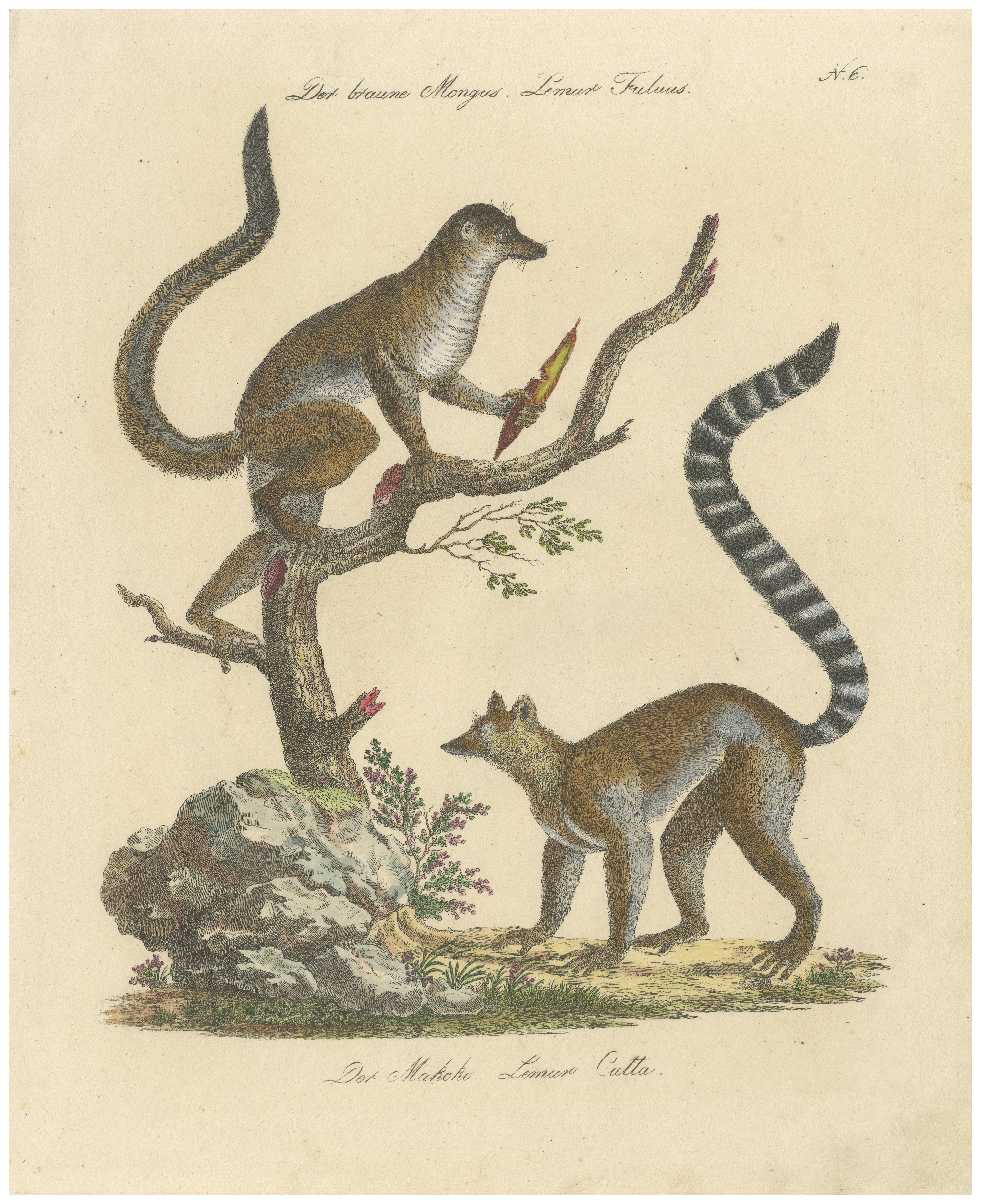 Antique Ring-Tailed Lemur Lithograph by Karl Joseph Brodtmann, 1816