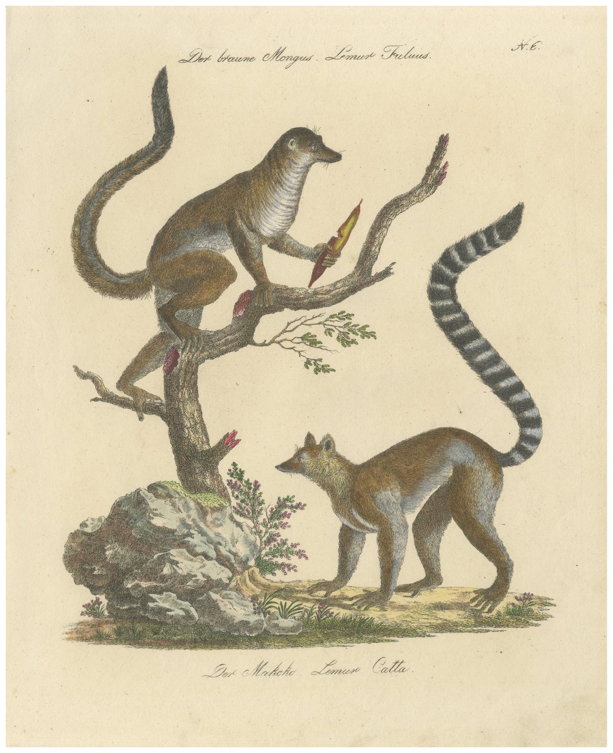 Antique Ring-Tailed Lemur Lithograph by Karl Joseph Brodtmann, 1816