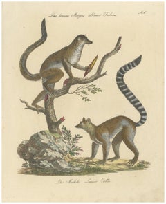 Antique Ring-Tailed Lemur Lithograph by Karl Joseph Brodtmann, 1816