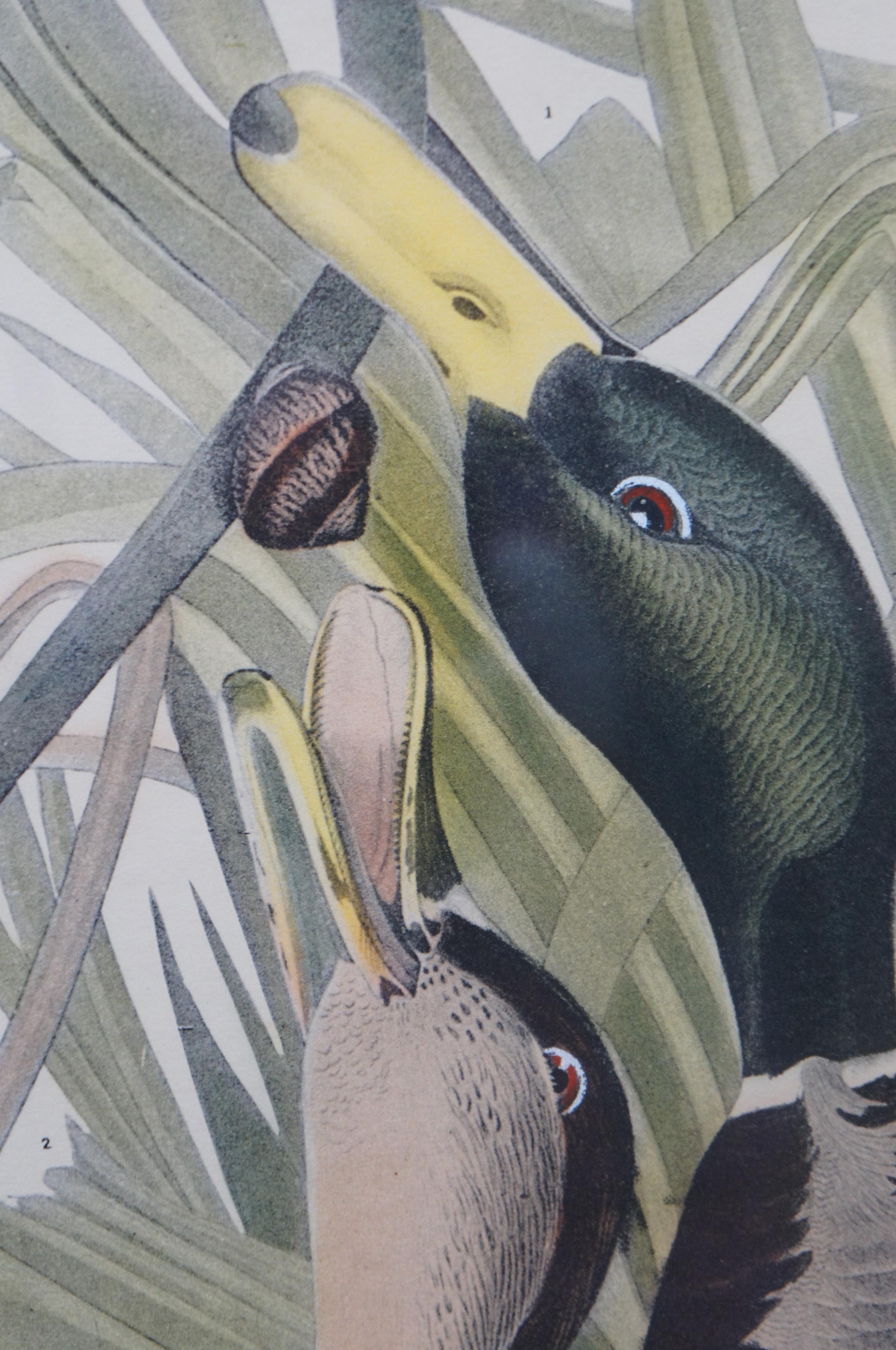 Antique Robert Havell 1836 Mallard Duck Engraving Audubon Realism Framed 5