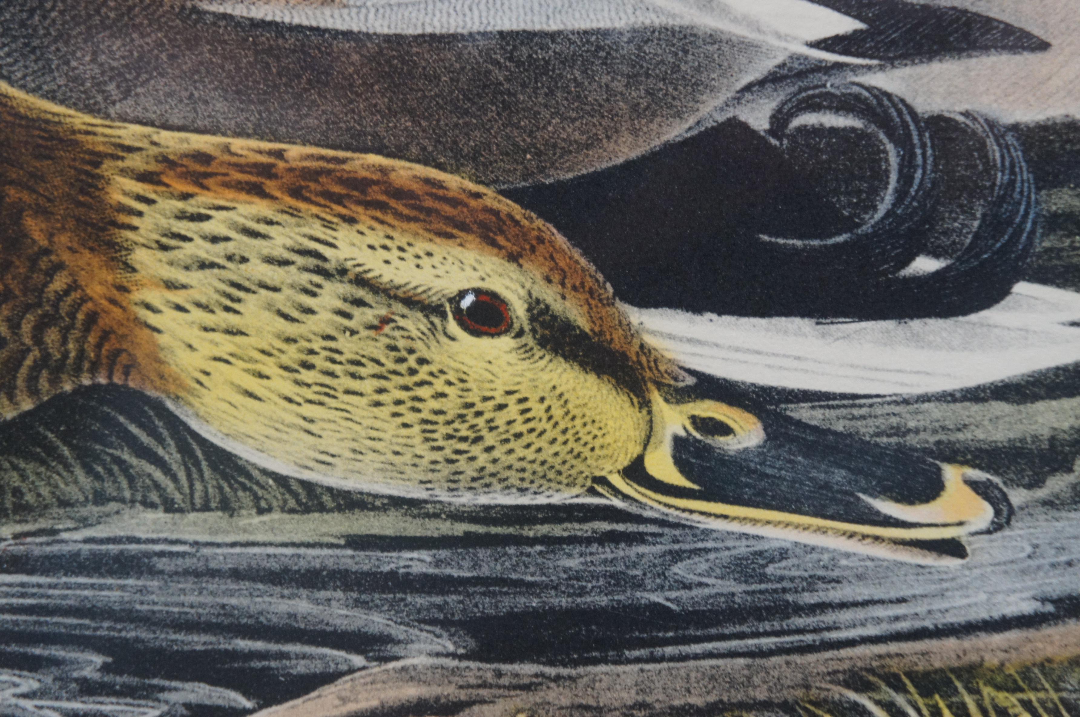 Antique Robert Havell 1836 Mallard Duck Engraving Audubon Realism Framed 6