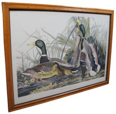 Antike Robert Havell 1836 Mallard Duck Gravur Audubon Realismus gerahmt