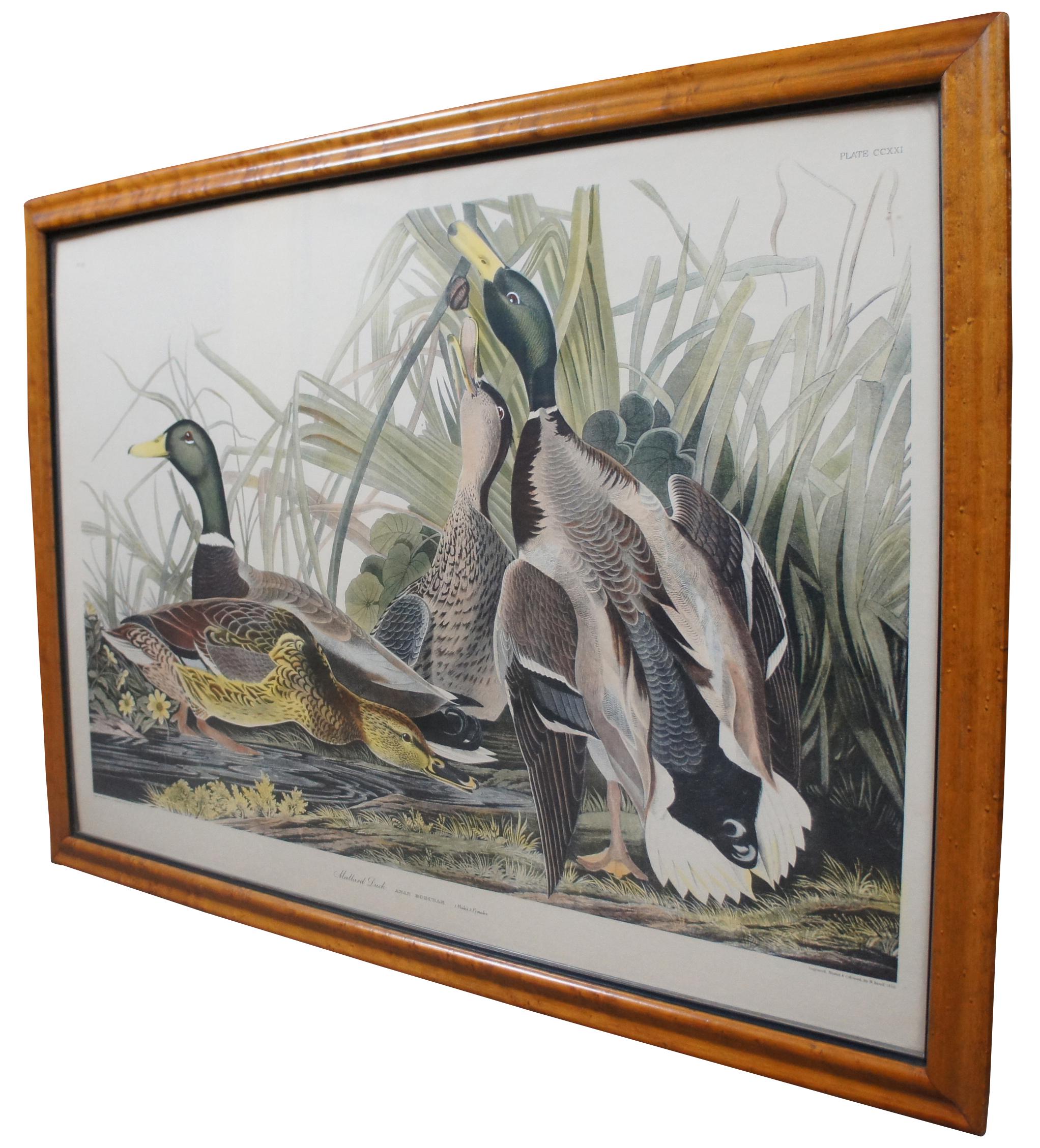 Engraved Antique Robert Havell 1836 Mallard Duck Engraving Audubon Realism Framed