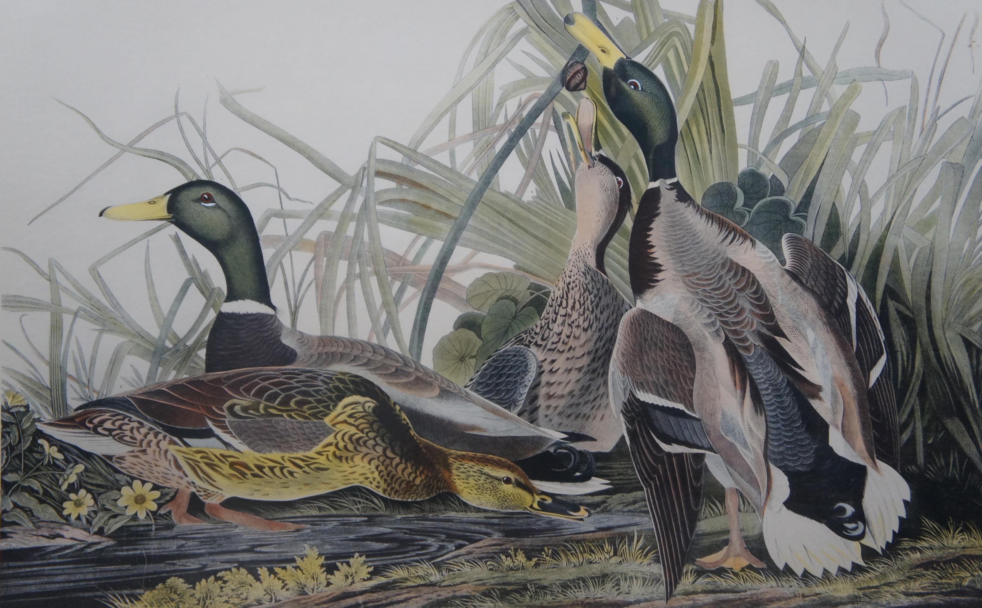 Mid-19th Century Antique Robert Havell 1836 Mallard Duck Engraving Audubon Realism Framed