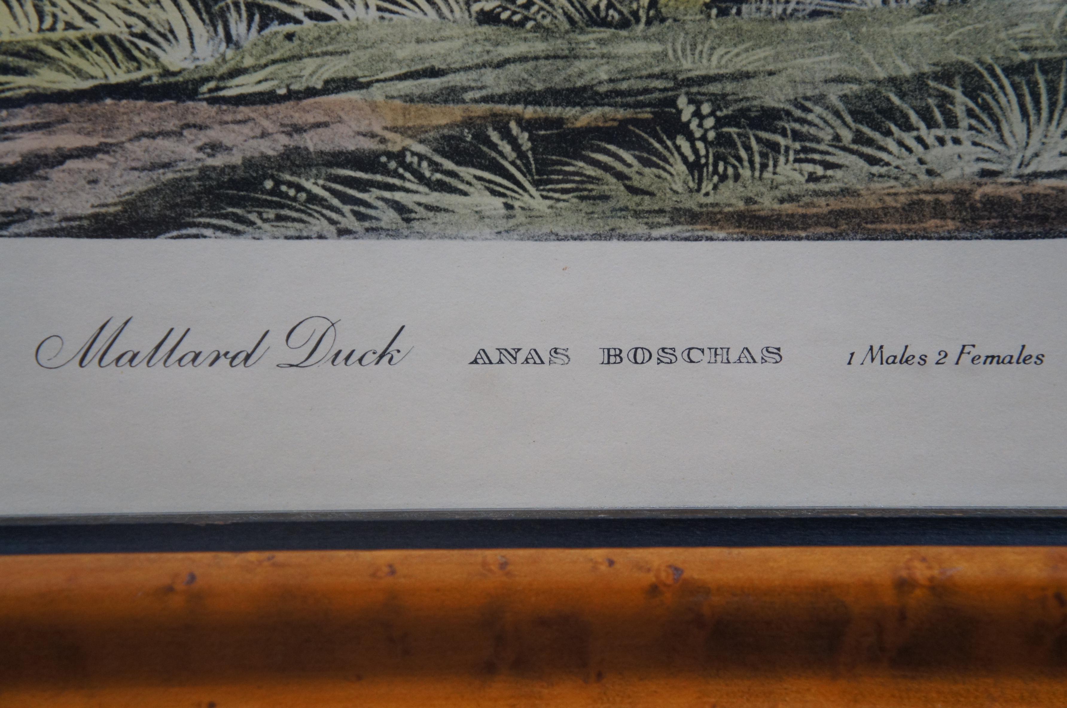 Antique Robert Havell 1836 Mallard Duck Engraving Audubon Realism Framed 1