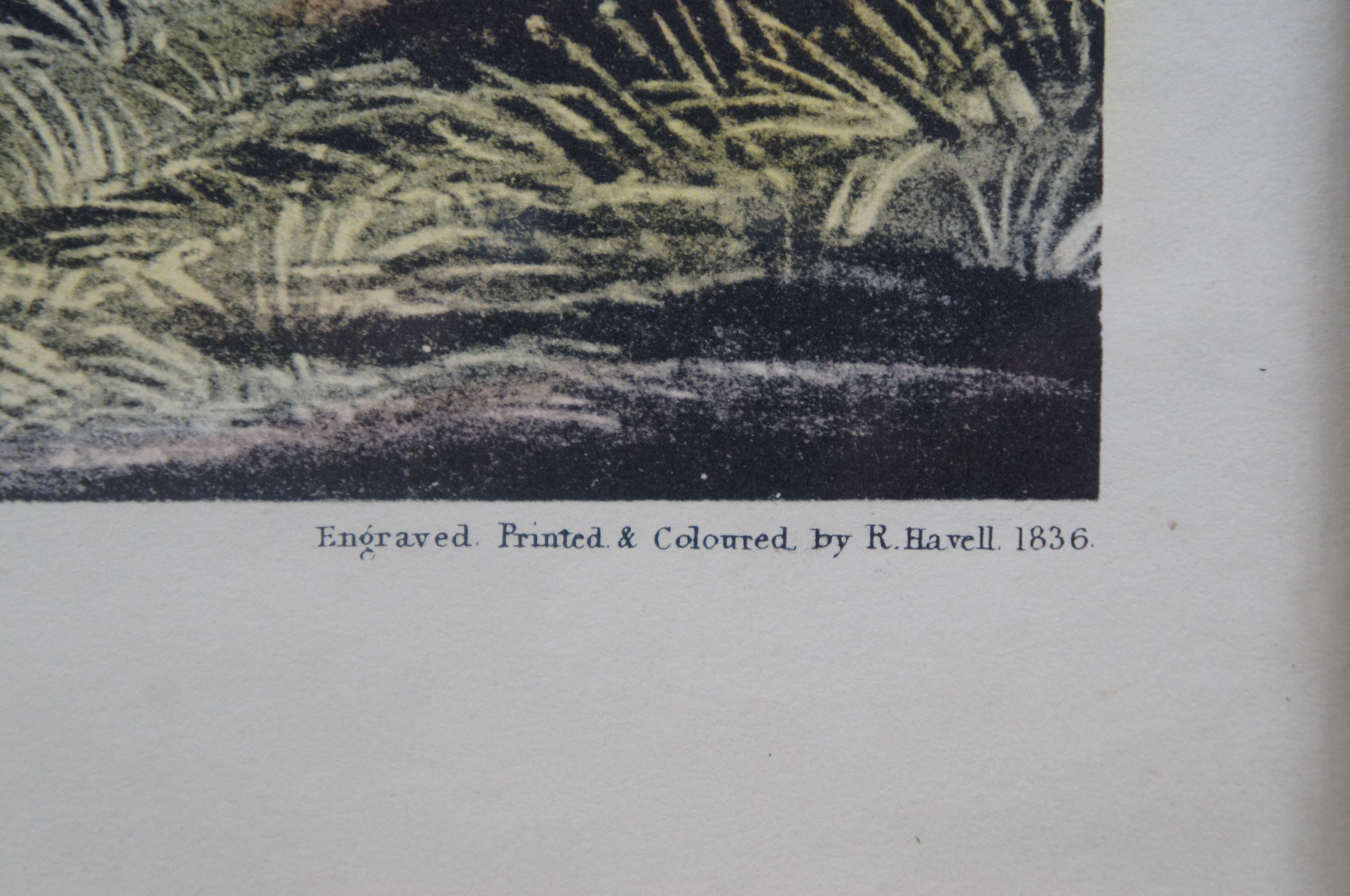 Antique Robert Havell 1836 Mallard Duck Engraving Audubon Realism Framed 2