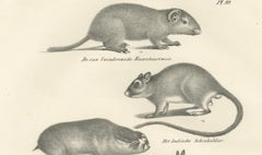Antique Rodents & Hares Lithographs – Rabbits, Guinea Pig & Jerboa c.1830