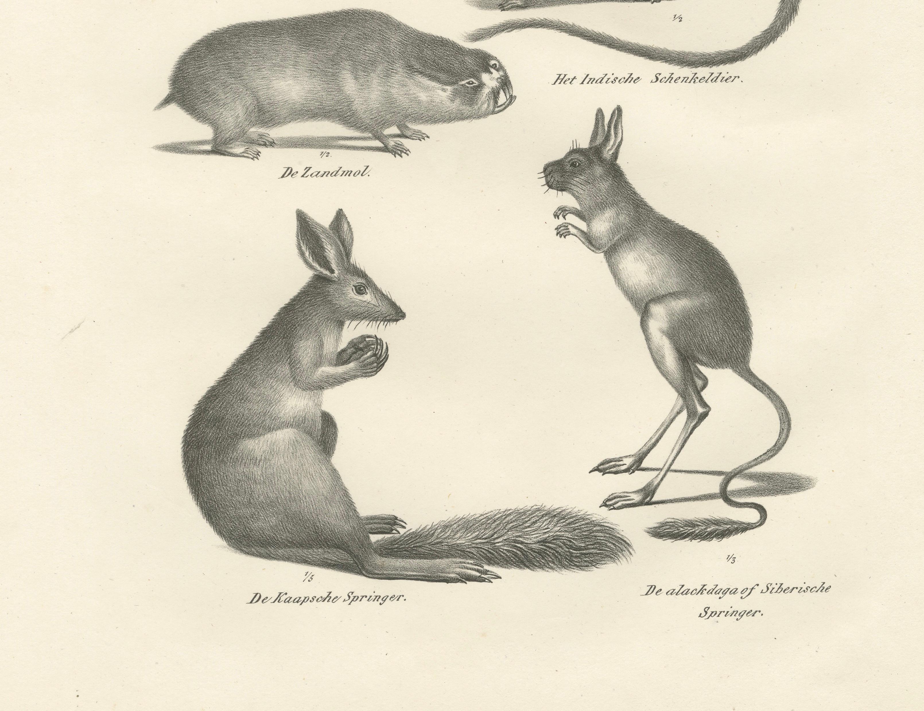 Antique Rodents & Hares Lithographs – Rabbits, Guinea Pig & Jerboa c.1830