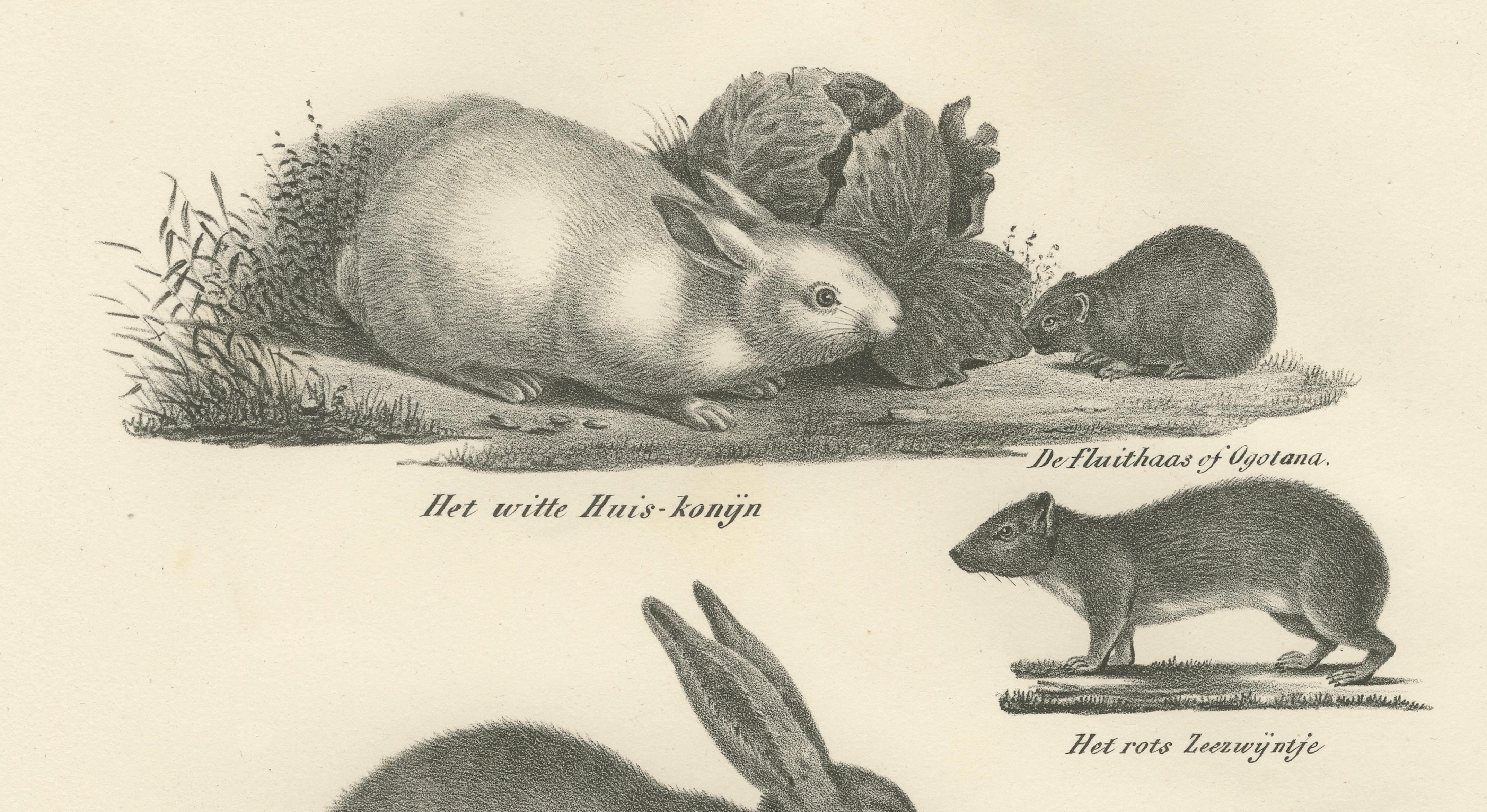 Antique Rodents & Hares Lithographs – Rabbits, Guinea Pig & Jerboa c.1830