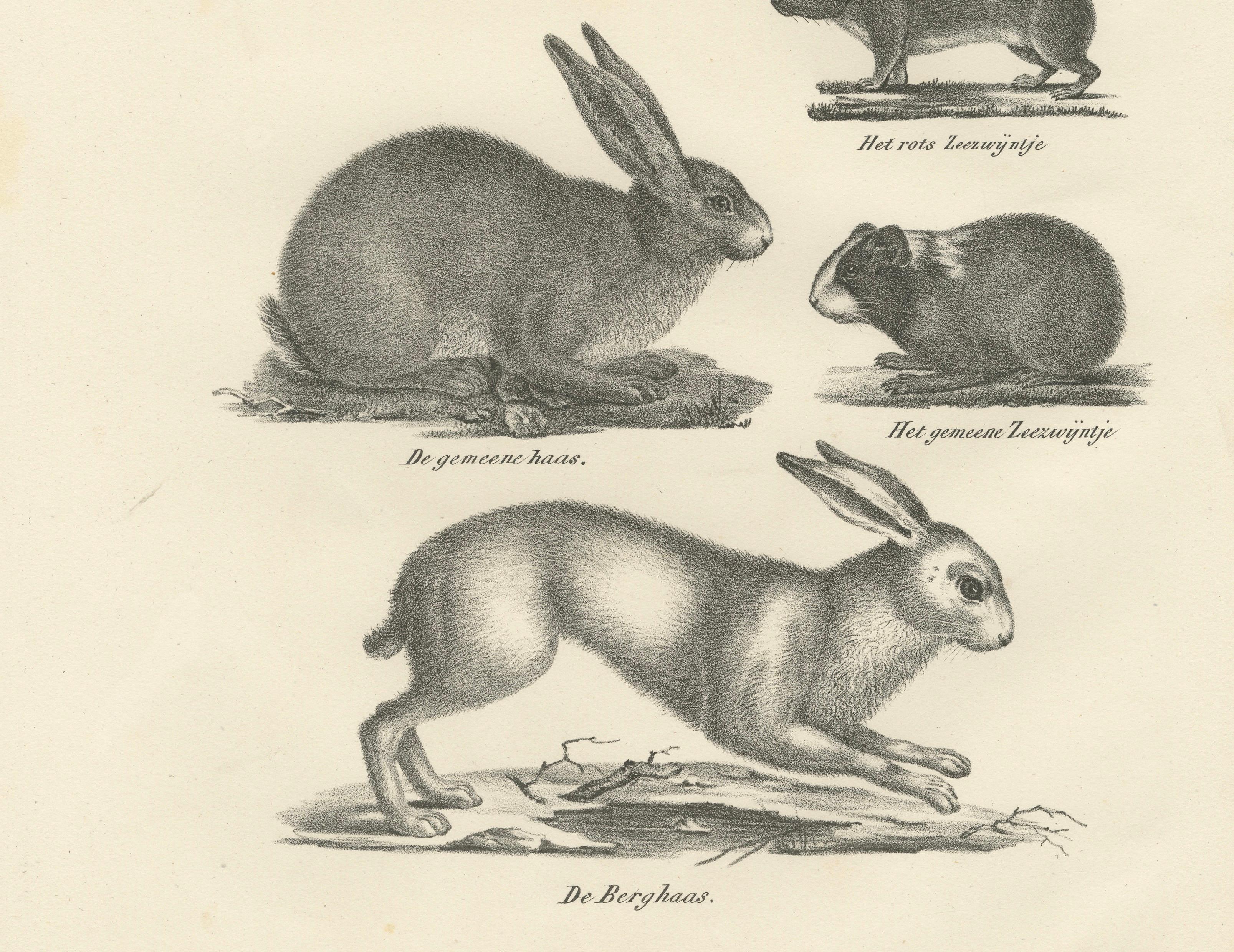 Antique Rodents & Hares Lithographs – Rabbits, Guinea Pig & Jerboa c.1830