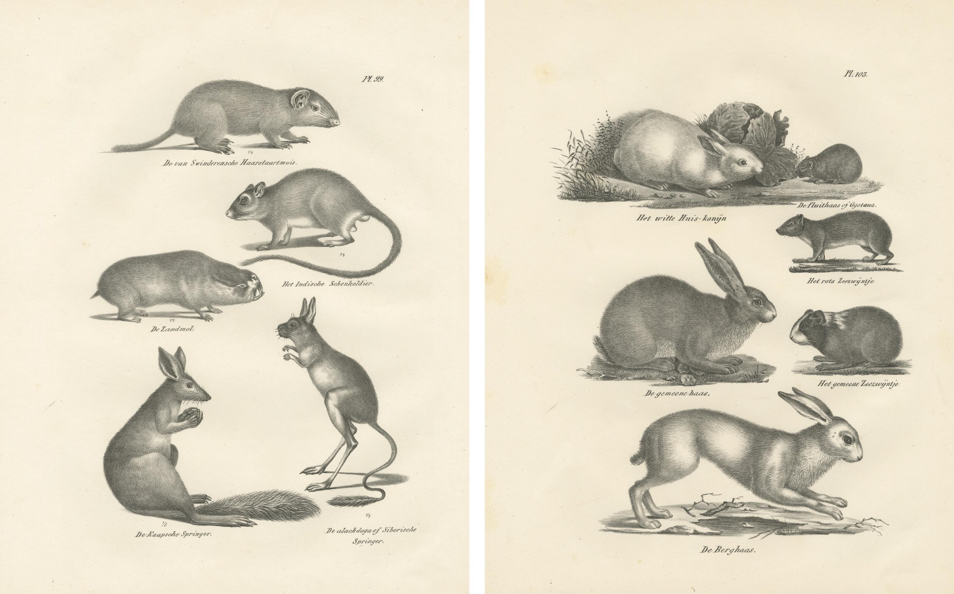 Antique Rodents & Hares Lithographs – Rabbits, Guinea Pig & Jerboa c.1830