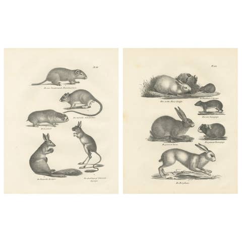 Antique Rodents & Hares Lithographs – Rabbits, Guinea Pig & Jerboa c.1830