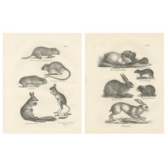 Antique Rodents 
Hares Lithographs – Rabbits, Guinea Pig 
Jerboa c.1830