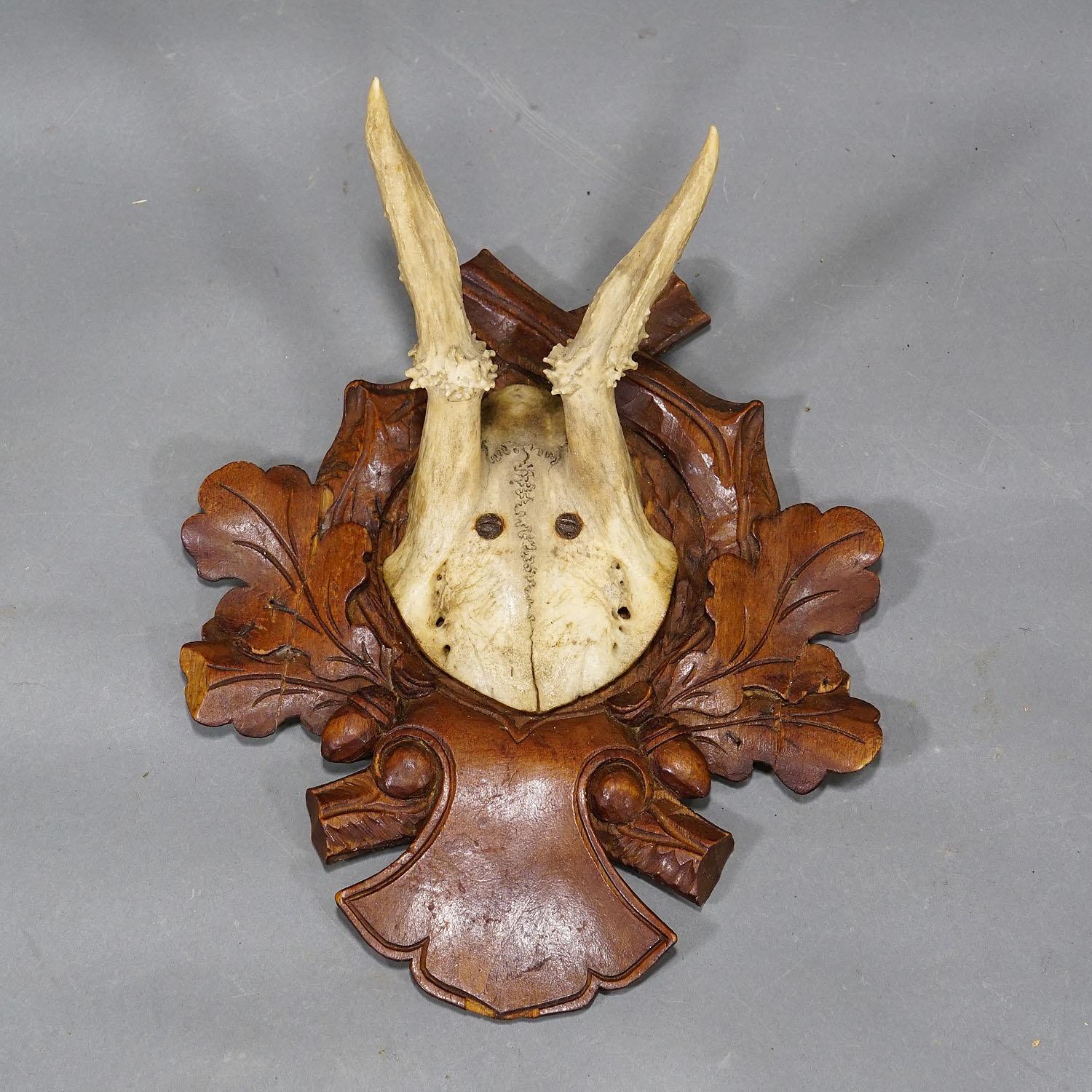 Antler Antique Roe Deer Trophies on Carved Plaques Germany ca. 1900s For Sale