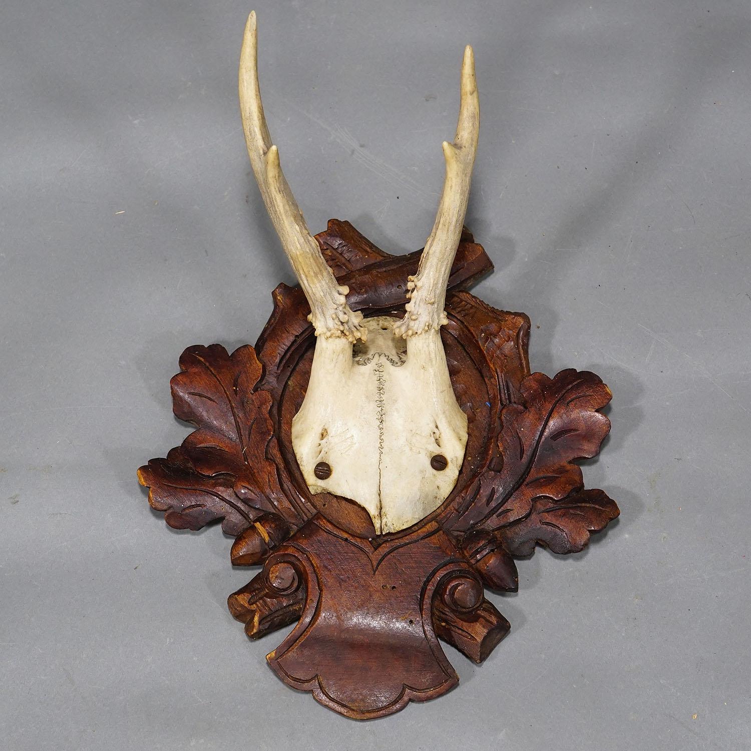 Antique Roe Deer Trophies on Carved Plaques Germany ca. 1900s For Sale 1