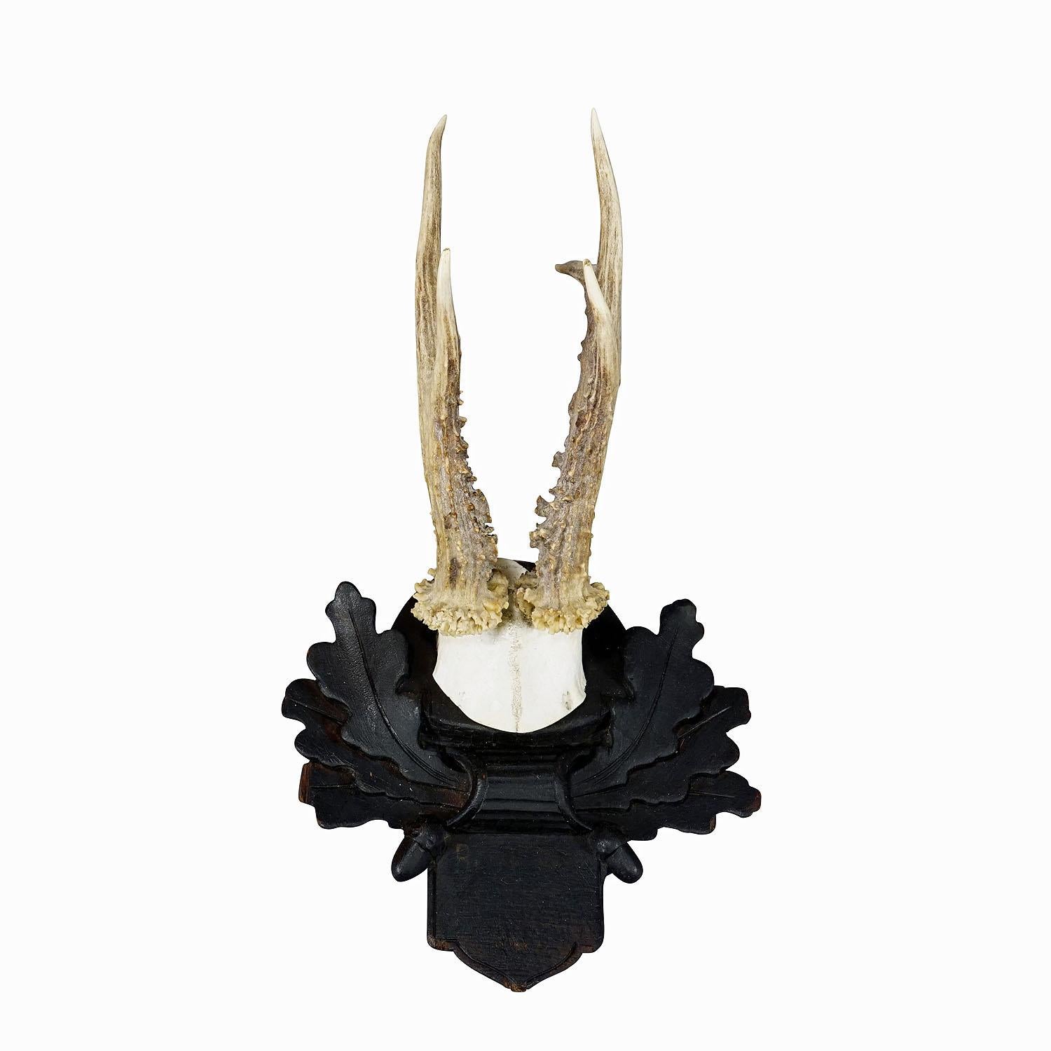 Antique Roe Deer Trophy on Carved Plaque, Austria ca. 1930s
Item e7326
A great antique roe deer (Capreolus capreolus) trophy on a wooden carved plaque. The trophy was shot in Austria around 1930. Plaque with paper label of the taxidermist on the