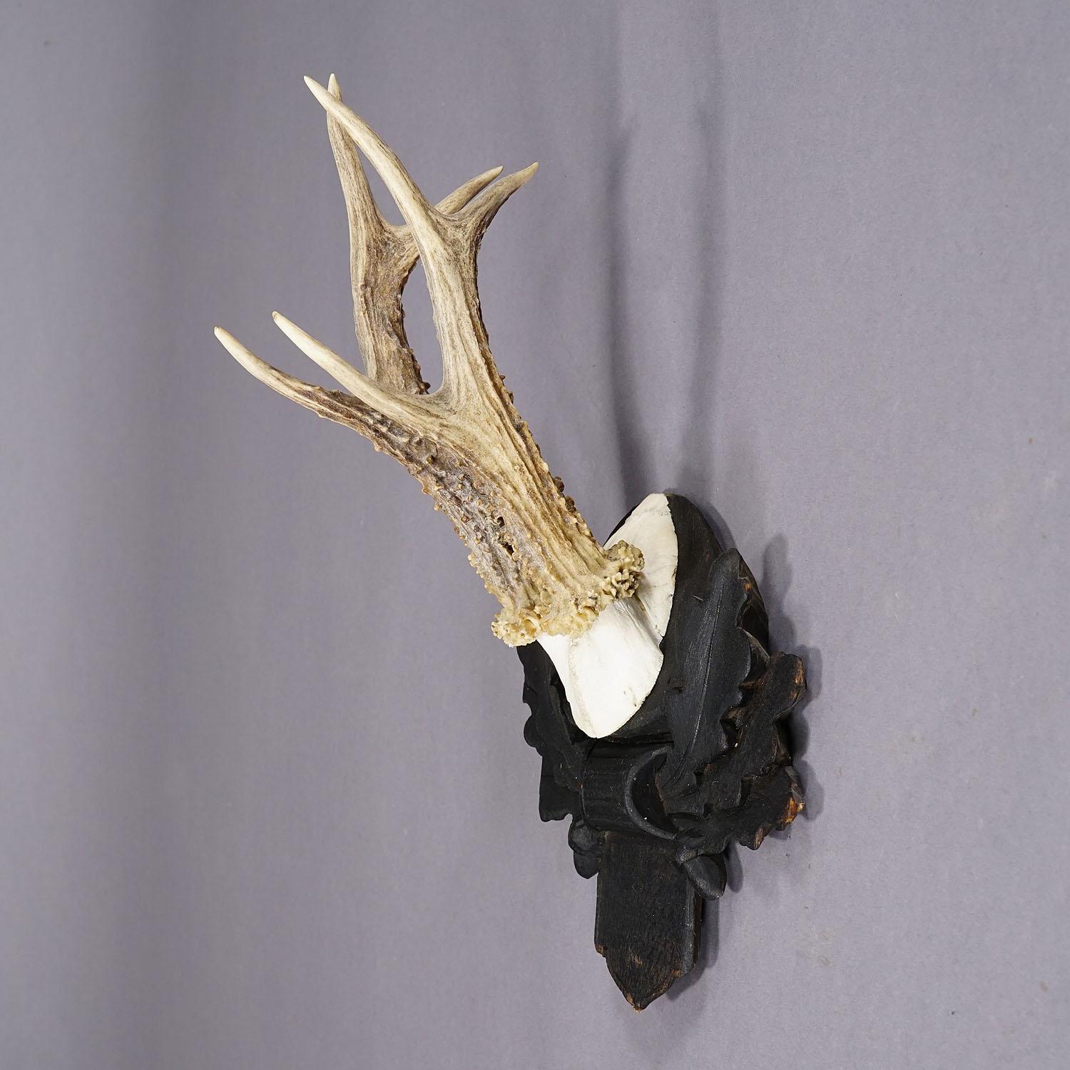 Black Forest Antique Roe Deer Trophy on Carved Plaque, Austria ca. 1930s