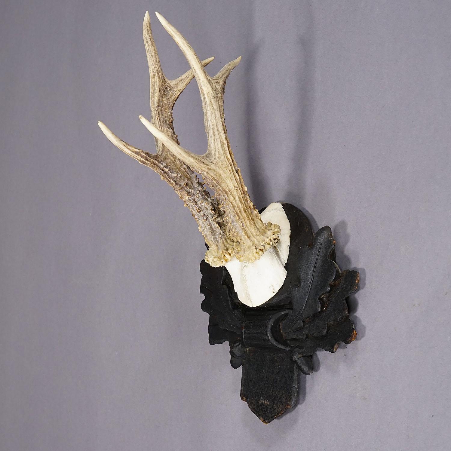 German Antique Roe Deer Trophy on Carved Plaque, Austria ca. 1930s