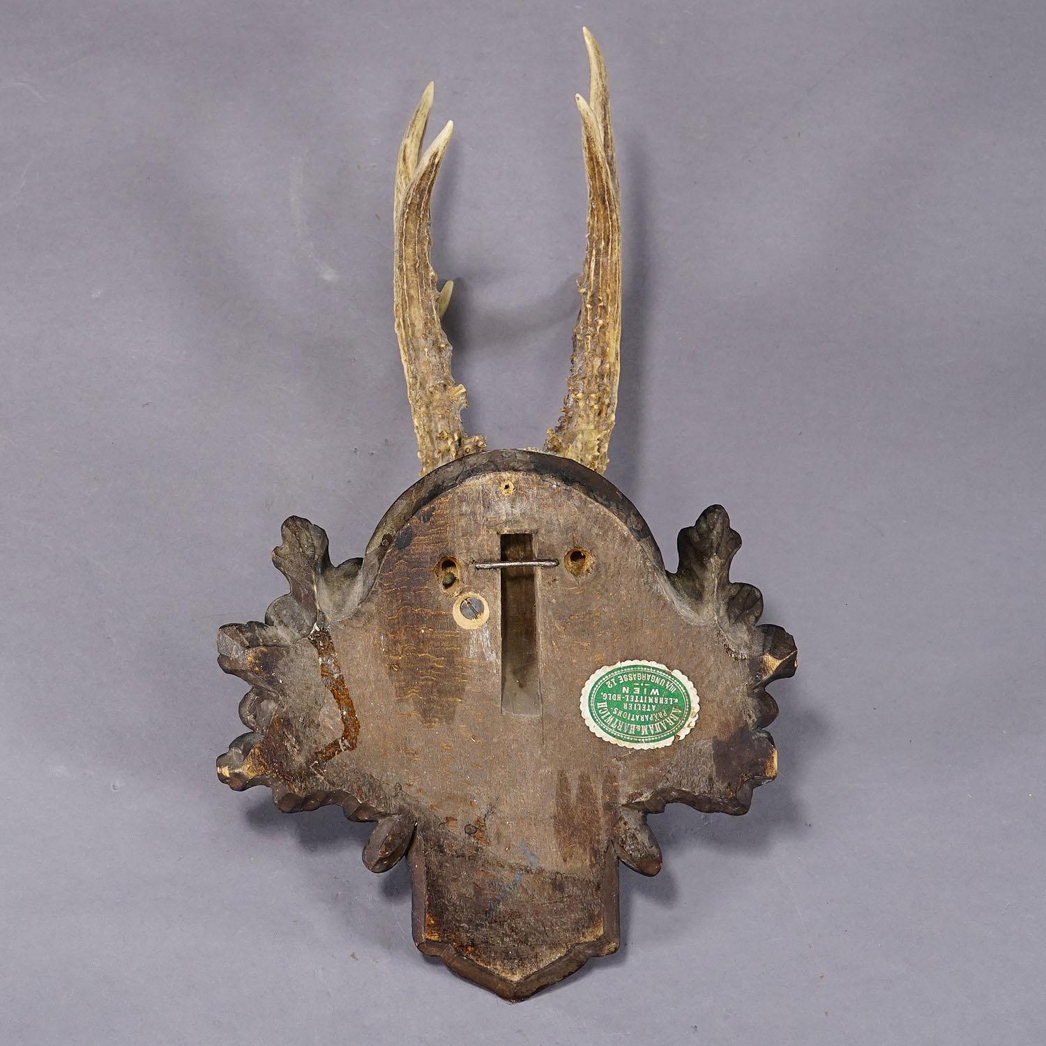 Antique Roe Deer Trophy on Carved Plaque, Austria ca. 1930s In Good Condition In Berghuelen, DE