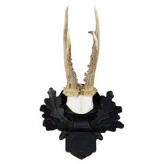 Antique Roe Deer Trophy on Carved Plaque, Austria ca. 1930s