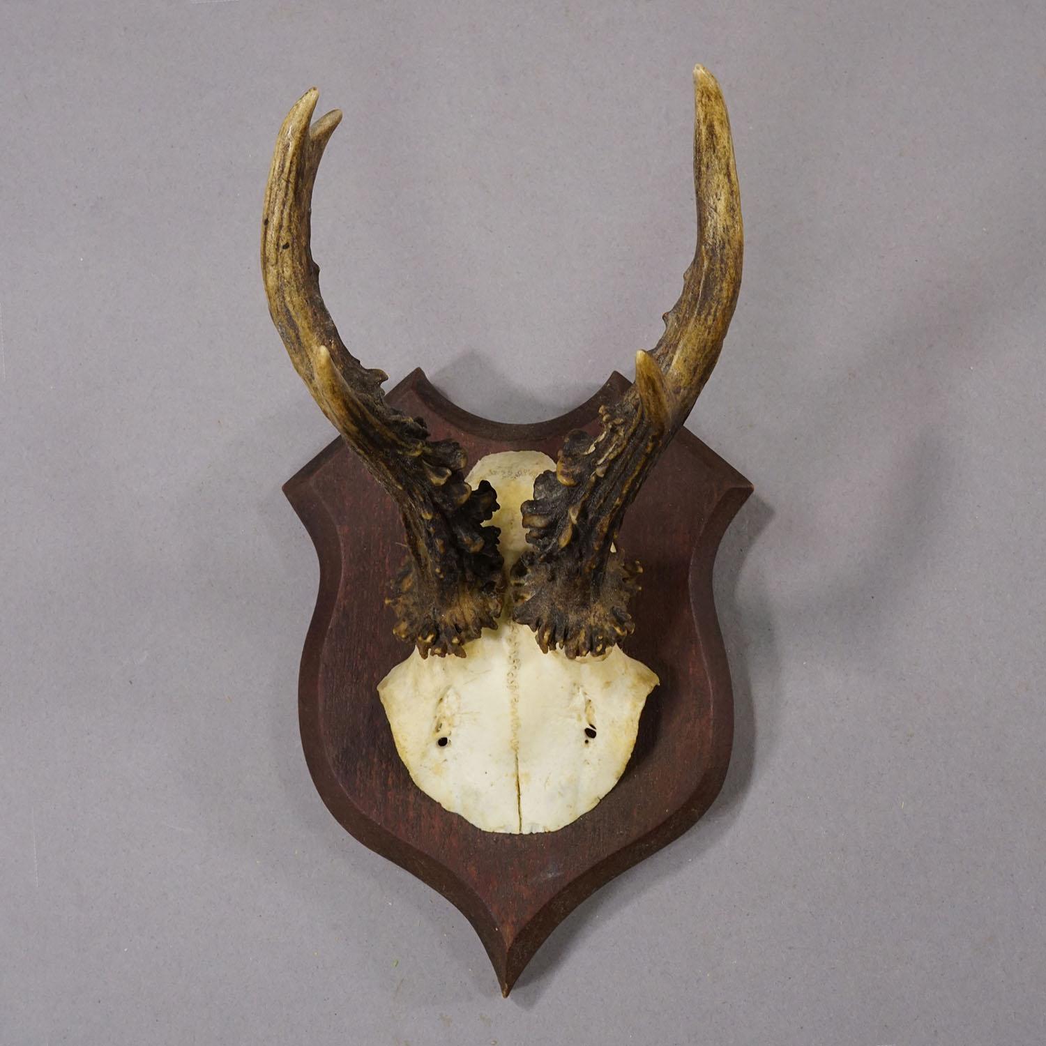 Antike Rehwildtrophäe auf gedrechselter Plakette, Deutschland ca. 1930er Jahre

Antike Trophäe eines 6-Zeiger-Rehs (Capreolus capreolus) aus dem Schwarzwald, montiert auf einer gedrechselten Holzplatte, dunkelbraun lackiert. Die Trophäe wurde um