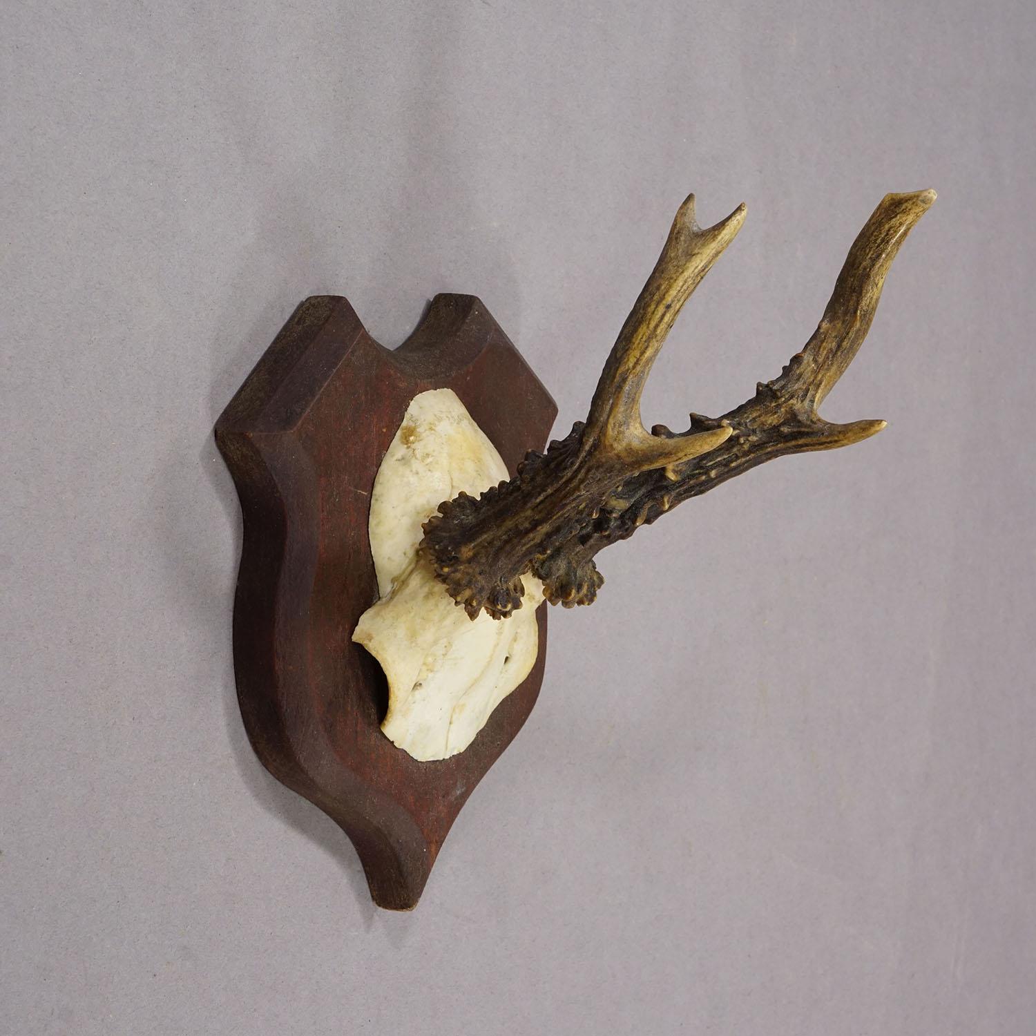 Antike Rehwildtrophäe auf gedrechselter Plakette, Deutschland ca. 1930er Jahre im Zustand „Gut“ im Angebot in Berghuelen, DE