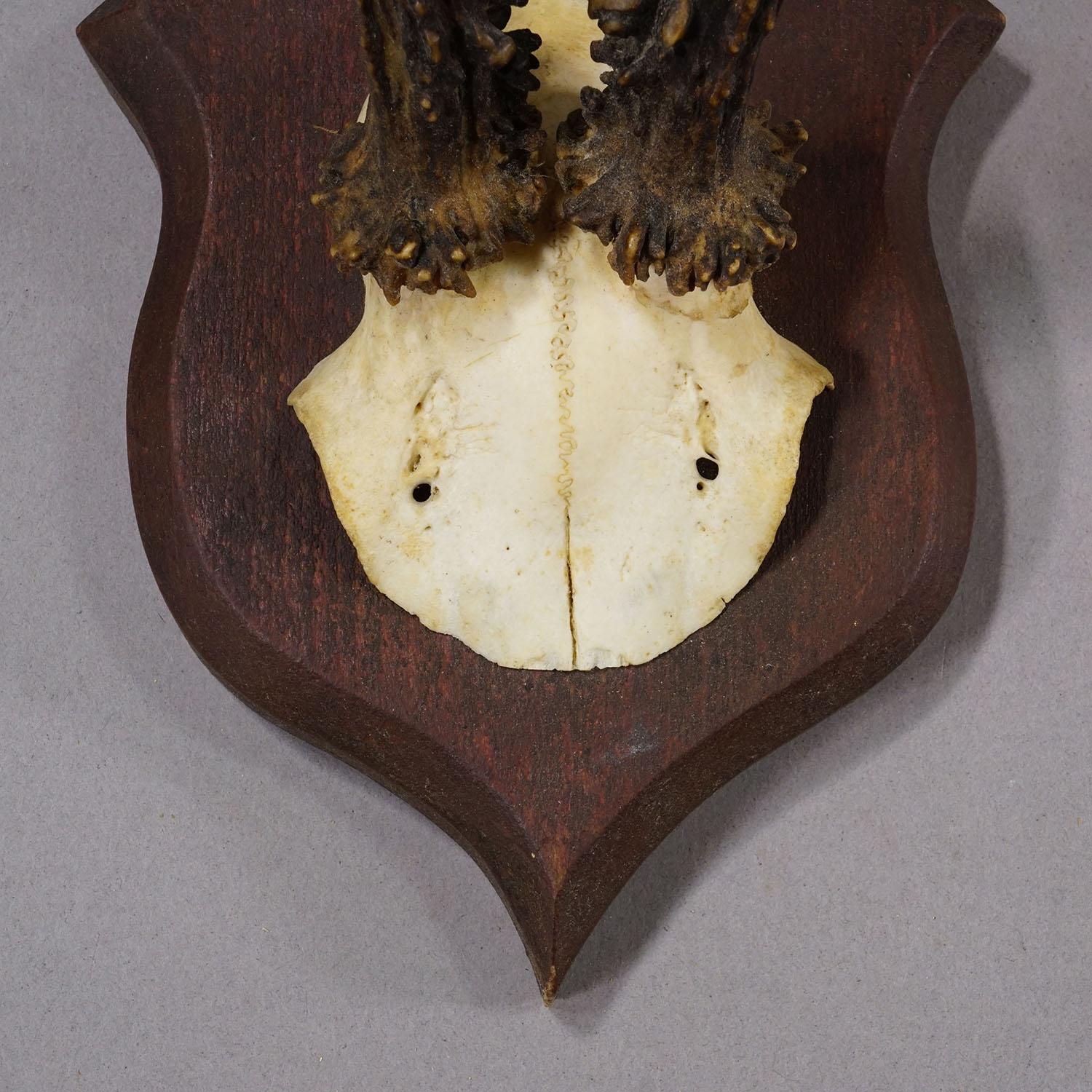 Antike Rehwildtrophäe auf gedrechselter Plakette, Deutschland ca. 1930er Jahre (Mitte des 20. Jahrhunderts) im Angebot