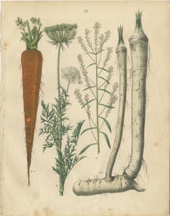 Antique Root and Medicinal Plant Prints, Botanical Studies, Germany 1852