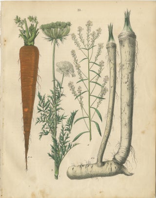Antique Root and Medicinal Plant Prints, Botanical Studies, Germany 1852, view 2