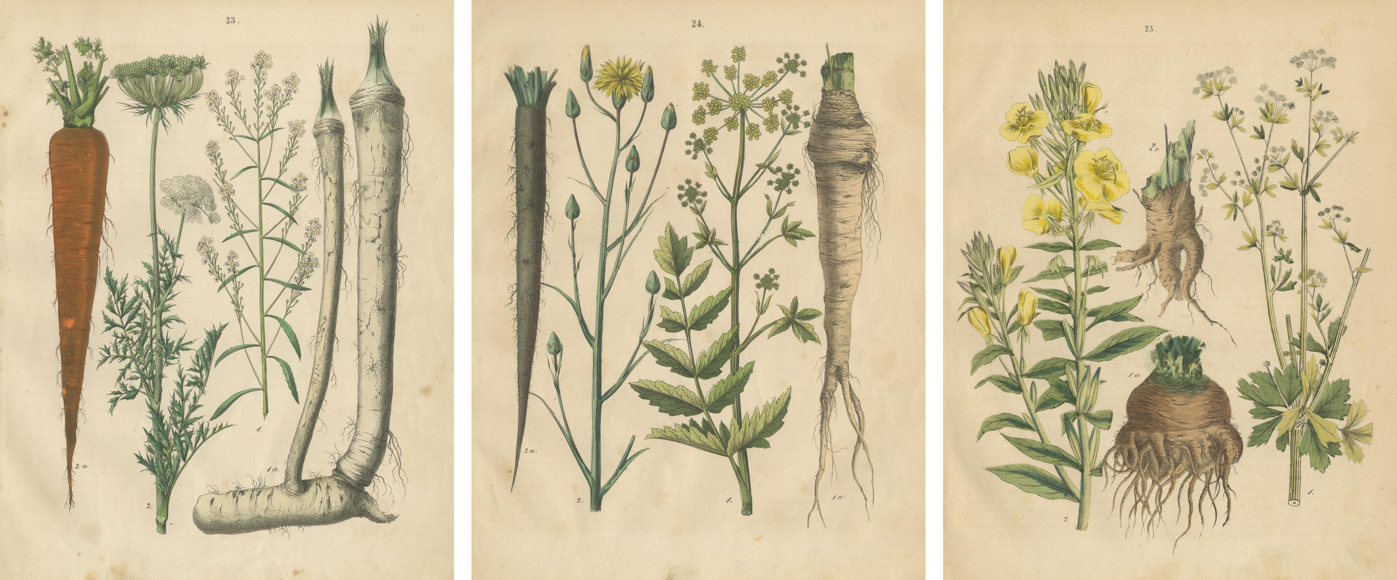 Antique Root and Medicinal Plant Prints, Botanical Studies, Germany 1852