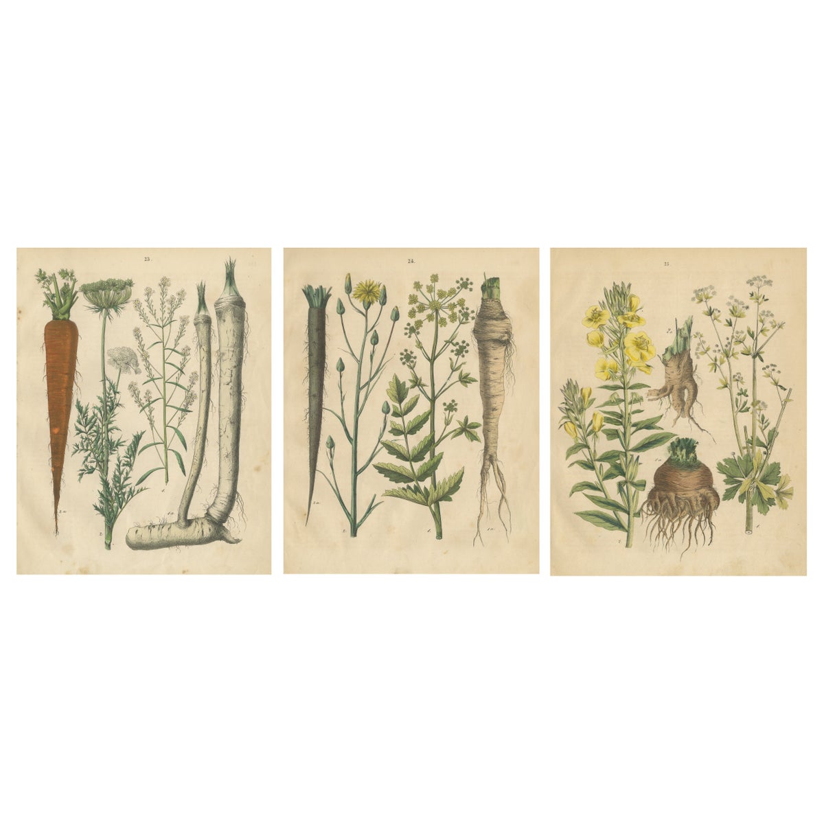 Antique Root and Medicinal Plant Prints, Botanical Studies, Germany 1852